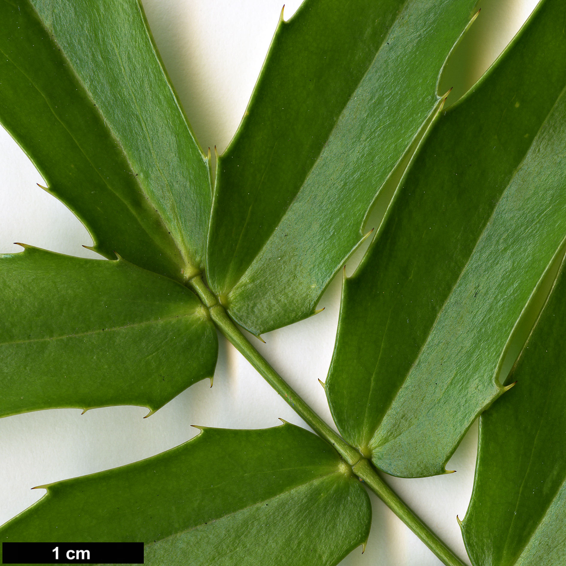 High resolution image: Family: Berberidaceae - Genus: Mahonia - Taxon: oiwakensis - SpeciesSub: subsp. lomariifolia var. tenuifoliola